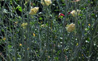 Asclepias subulata, Rush Milkweed, Southwest Desert Flora